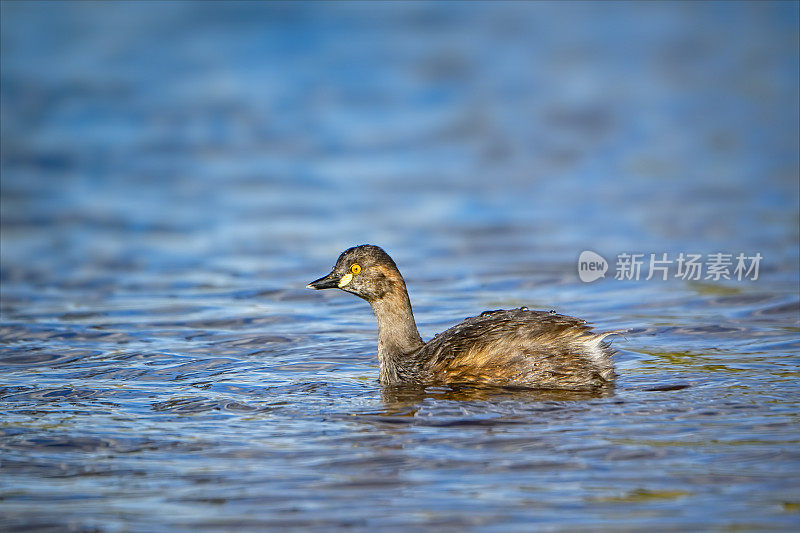 小Grebe (Tachybaptus ruficollis)